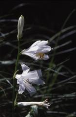 Paradisea liliastrum, Juillet 2002 Pont Prat (65)