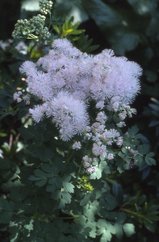 Thalictrum aquilegifolium, 