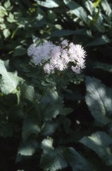 Thalictrum aquilegifolium, 