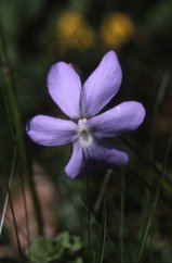 Viola cornuta, 23 juin 2002, Pont de Prat (65)