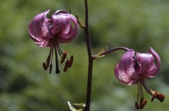 Lilium martagon, 18 Juillet 2002 Somport (64)