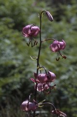 Lilium martagon, 18 Juillet 2002 Somport (64)