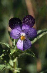 Viola tricolor, 