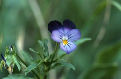 Viola tricolor, 