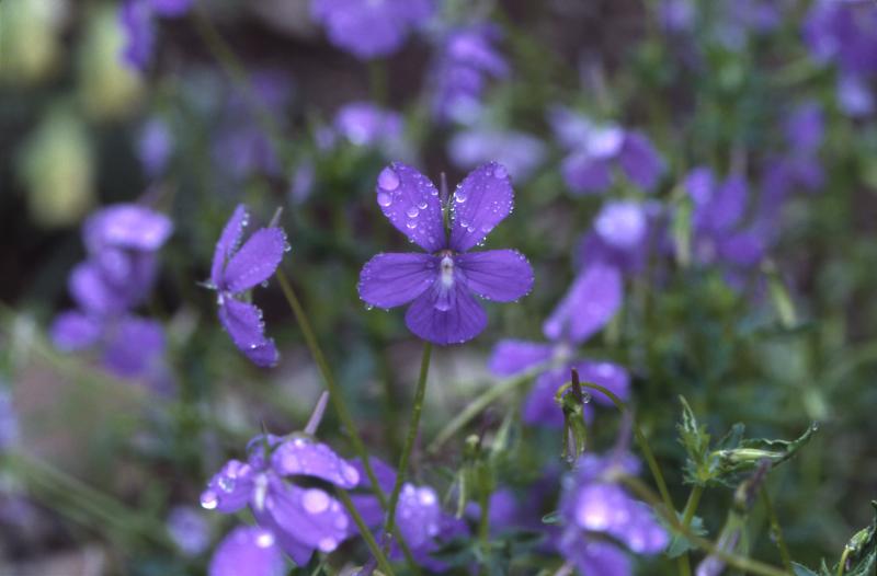 Viola cornuta, 30 juin 2002, Tourmalet (65)