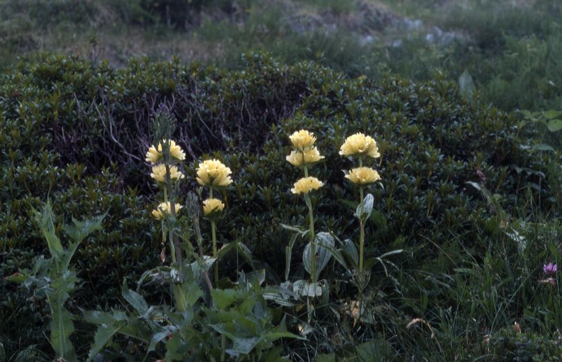 Gentiana burseri, 