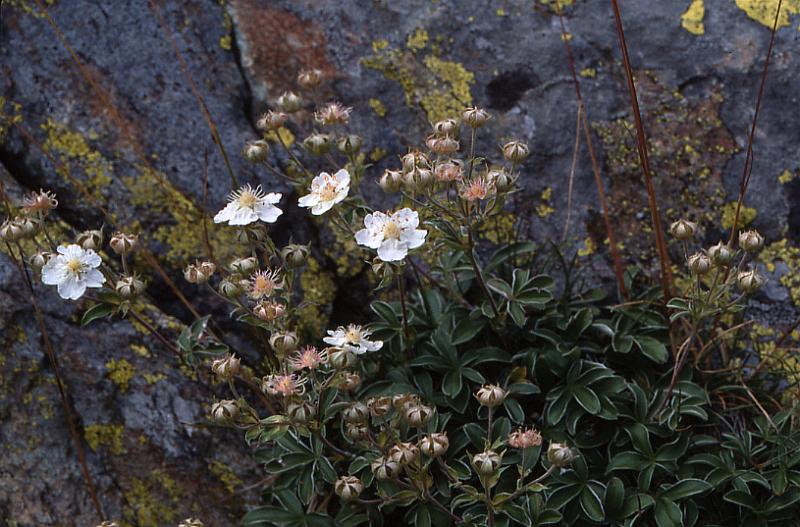 Potentilla alchimilloides, 18 aot 2002, Lacs d'Ayous (64)