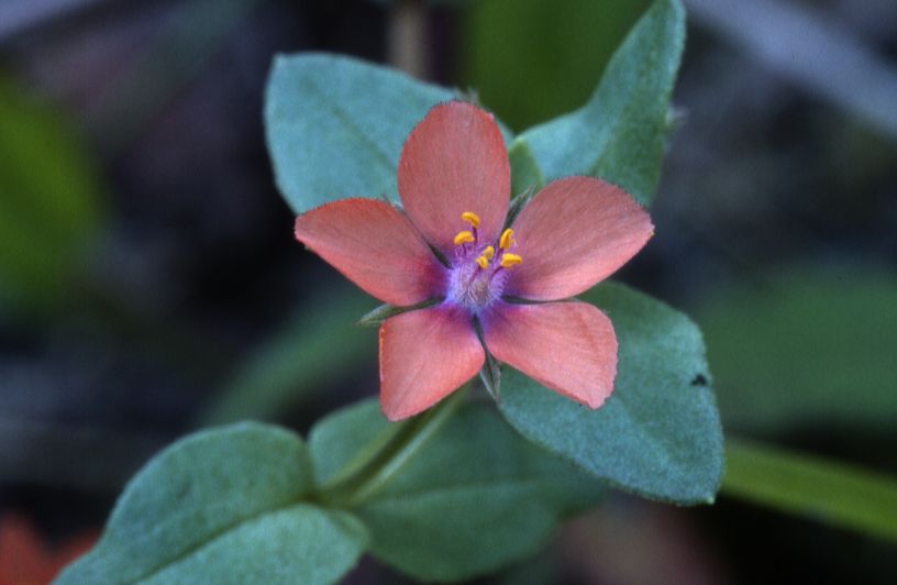 Anagallis arvensis, 16 aot 2002, Morcenx (40)