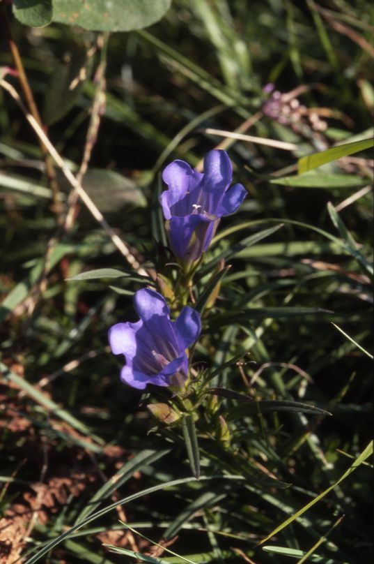 Gentiana pneumonanthe, 15 septembre 2002, Croix de Buzy (64)