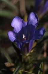 Gentiana pneumonanthe, 15 septembre 2002, Croix de Buzy (64)