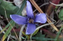 Gentianella ciliata, 