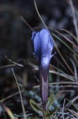 Gentianella ciliata, 