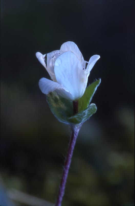 Hepatica nobilis, 29 dcembre 2002, Holzart (64)