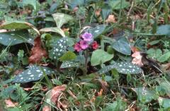 Pulmonaria affinis, 22 fvrier 2001, Salies de Barn (64)