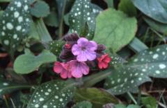 Pulmonaria affinis, 22 fvrier 2003, Salies de Barn (64)