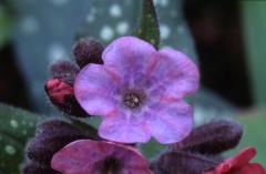 Pulmonaria affinis, 22 fvrier 2003, Salies de Barn (64)