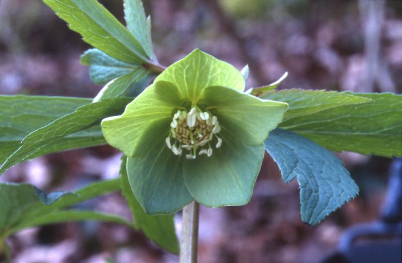 Helleborus viridis, 22 fvrier 2003, Salies de Barn (64)