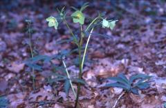 Helleborus viridis, 4 mars 2003, Salies de Barn (64)