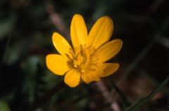 Ranunculus ficaria, 8 mars 2003, Col d'Osquich (64)