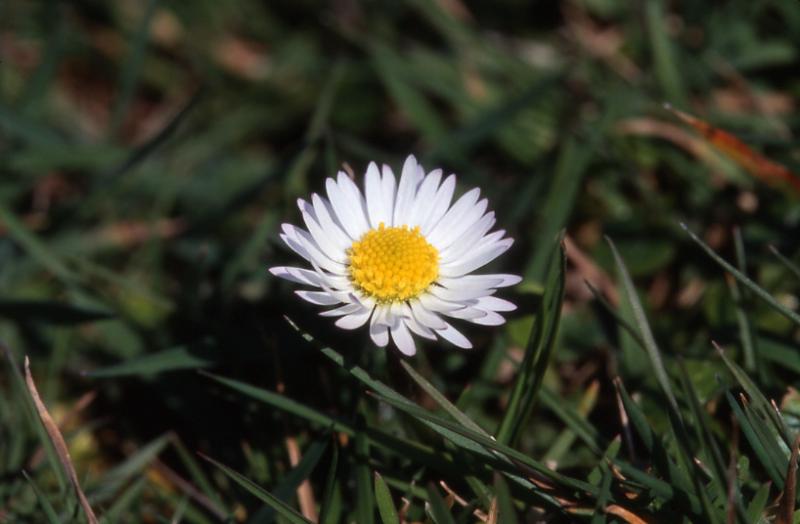 Bellis perennis, 8 mars 2003, Col d'Osquich (64)