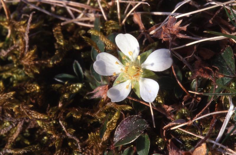 Potentilla montana, 8 mars 2003, Col d'osquich (64)