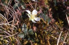 Potentilla montana, 8 mars 2003, Col d'osquich (64)