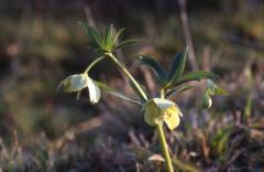 Helleborus viridis, 8 mars 2003, Col d'Osquich (64)