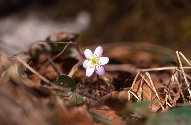 Hepatica nobilis, 9 mars 2003, St Engrace (64)