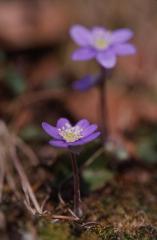 Hepatica nobilis, 9 mars 2003, St Engrace (64)