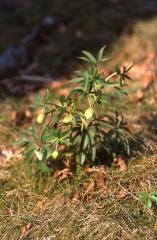 Helleborus viridis, 9 mars 2003, St Engrace (64)