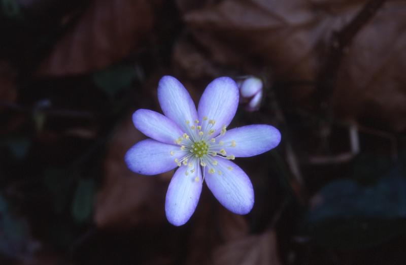 Hepatica nobilis, 9 mars 2003, St Engrace (64)