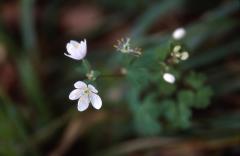 Isopyrum thalictroides, 15 mars 2003, Holzart (64)