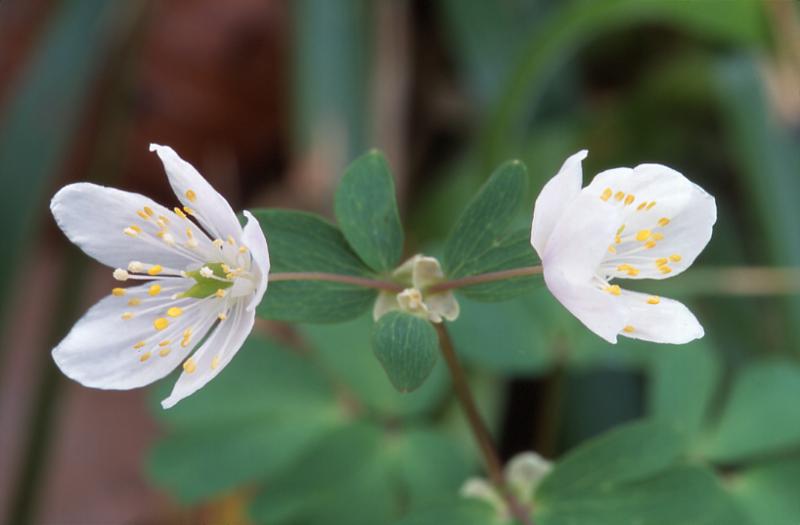 Isopyrum thalictroides, 15 mars 2003, Holzart (64)