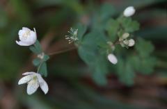 Isopyrum thalictroides, 15 mars 2003, Holzart (64)