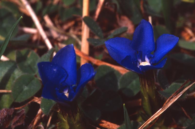 Gentiana verna, 15 mars 2003, Holzart (64)