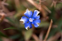 Gentiana verna, 15 mars 2003, Holzart (64)