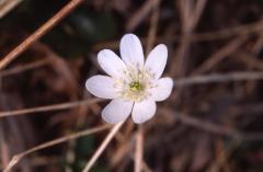 Hepatica nobilis, 15 mars 2003, Holzart (64)