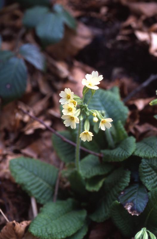 Primula elatior, 15 mars 2003, Holzart (64)