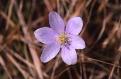 Hepatica nobilis, 15 mars 2003, Holzart (64)