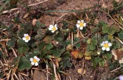 Potentilla sterilis, 15 mars 2003, Holzarte (64)