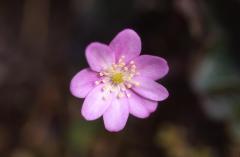 Hepatica nobilis, 15 mars 2003, Holzart (64)