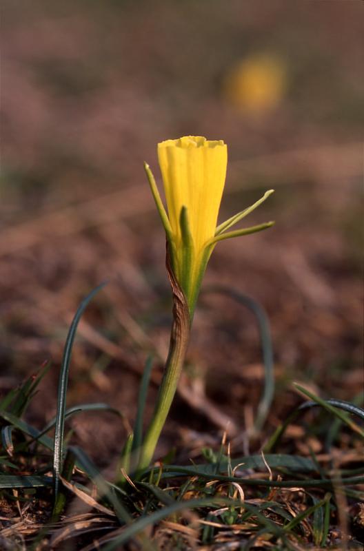 Narcissus bulbocodium, 14 mars 2003, Holzarte (64)