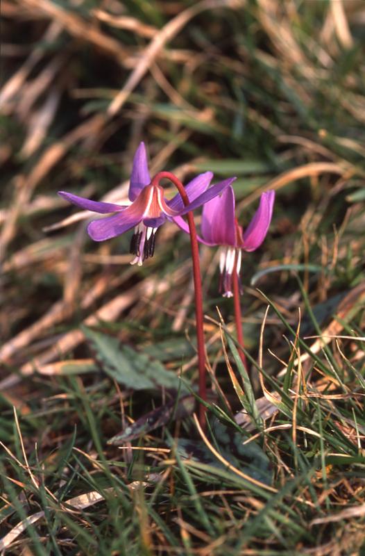 Erythronium dens-canis, 14 mars 2003, Holzart (64)