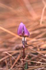 Erythronium dens-canis, 14 mars 2003, Holzart (64)