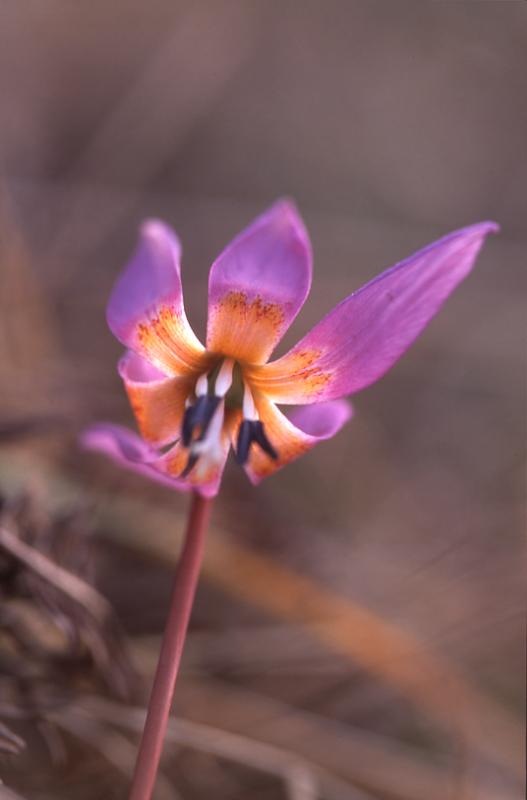 Erythronium dens-canis, 14 mars 2003, Holzart (64)