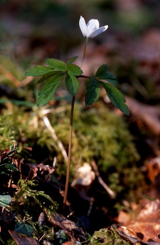 Anemone nemorosa, 16 mars 2003, Salies de Barn (64)