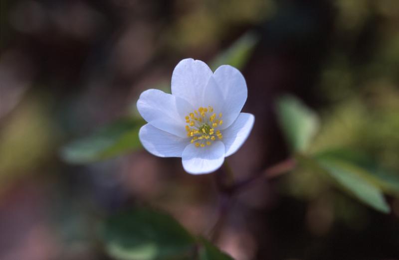 Anemone nemorosa, 16 mars 2003, Salies de Barn (64)