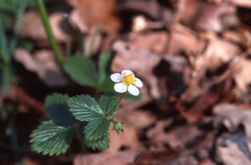 Fragaria vesca, 16 mars 2003, Salies de Barn (64)