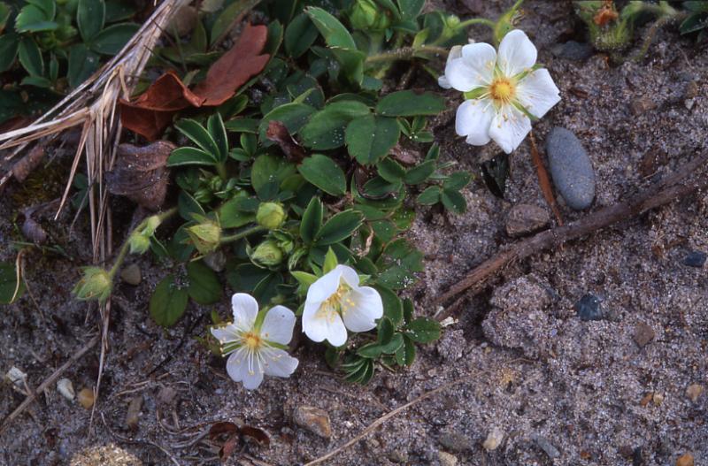 Potentilla montana, 23 mars 2003, Morcenx (40)