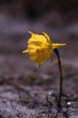 Narcissus bulbocodium, 23 mars 2003, Morcenx (40)